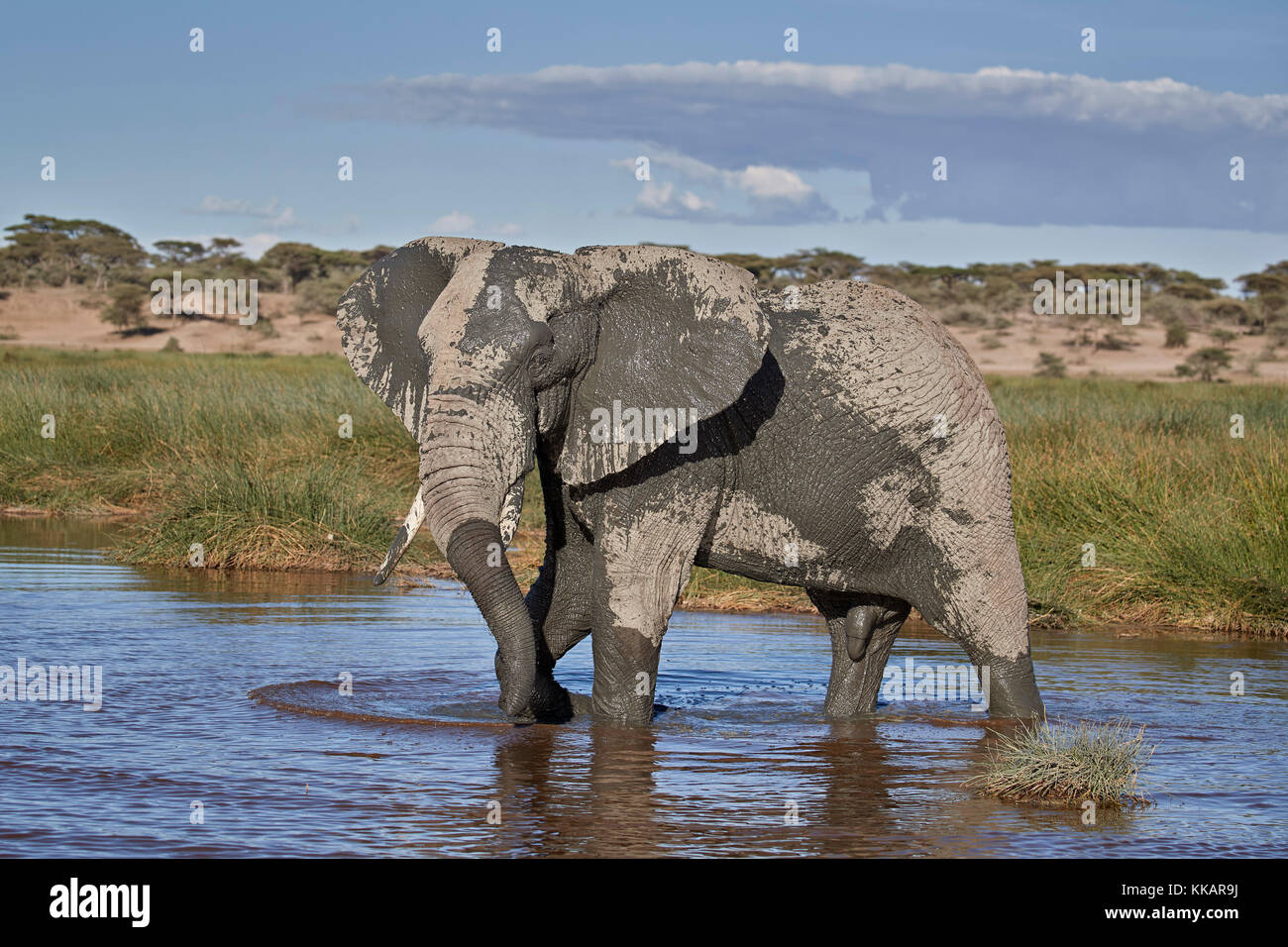 Elefante africano (loxodonta africana), en varones, el área de conservación de Ngorongoro, Tanzania, África oriental, África Foto de stock