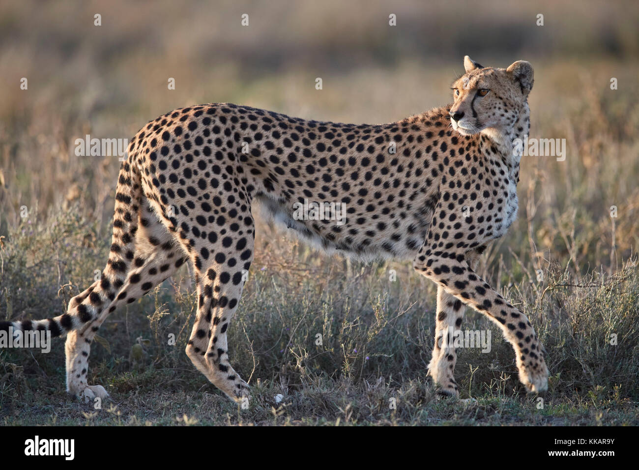 Guepardo (Acinonyx jubatus), el área de conservación de Ngorongoro, Tanzania, África oriental, África Foto de stock