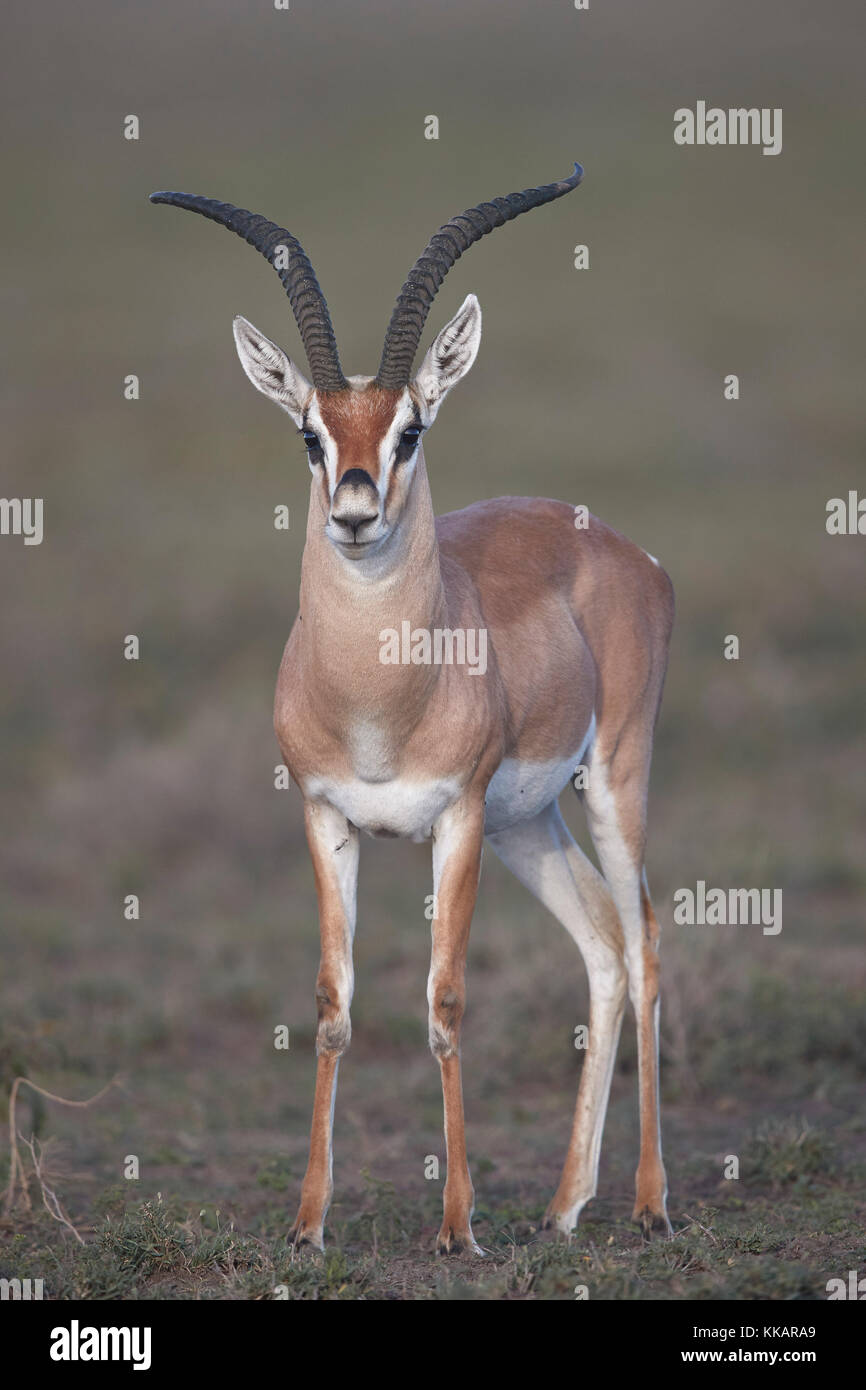 Gazelle (Gazella granti), Área de Conservación de Ngorongoro, Tanzania, África Oriental, África Foto de stock