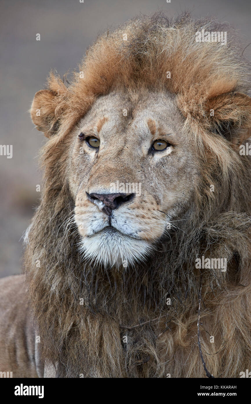 León (Panthera leo), el área de conservación de Ngorongoro, Tanzania, África oriental, África Foto de stock