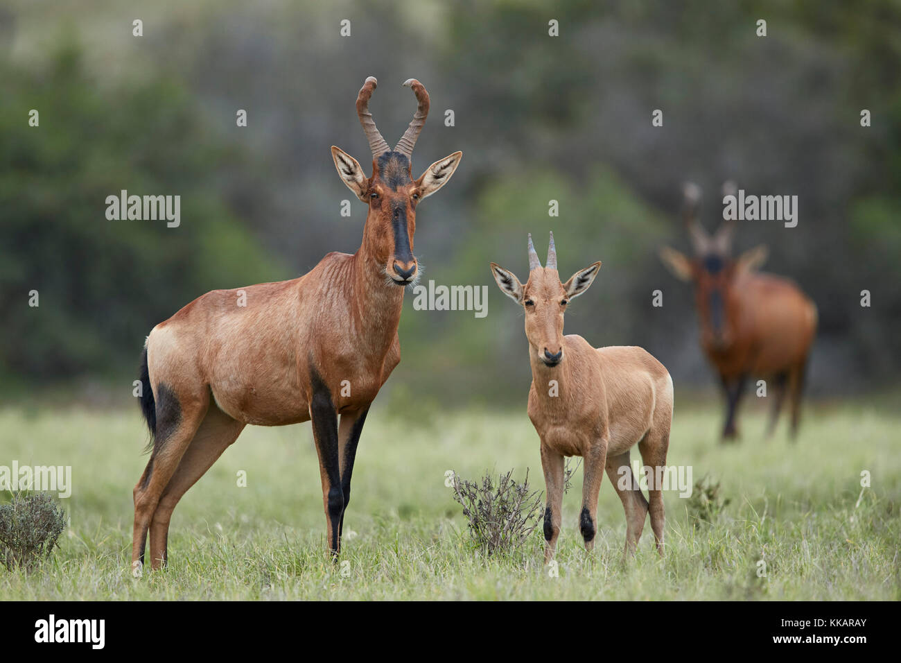 Hartebeest rojo (alcelaphus buselaphus) vaca y ternera, parque nacional de elefantes Addo, Sudáfrica, África Foto de stock