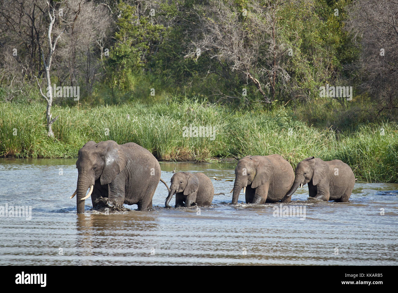 Línea de elefante africano (loxodonta africana), cruzando el río, el parque nacional Kruger, Sudáfrica, África Foto de stock