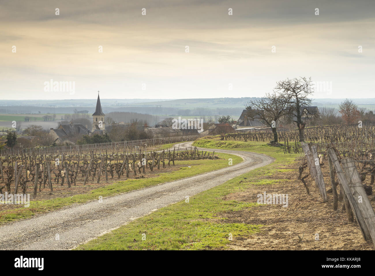 Invierno en los viñedos de berrie, Vienne, Francia, Europa Foto de stock