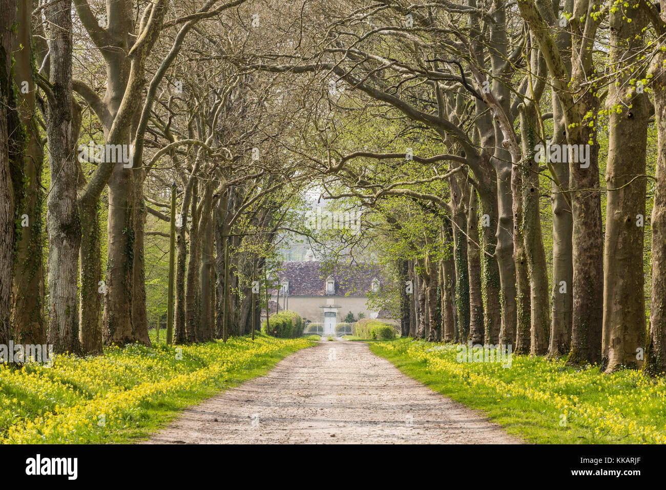 Una avenida de árboles en la campiña de Vienne, Francia, Europa Foto de stock