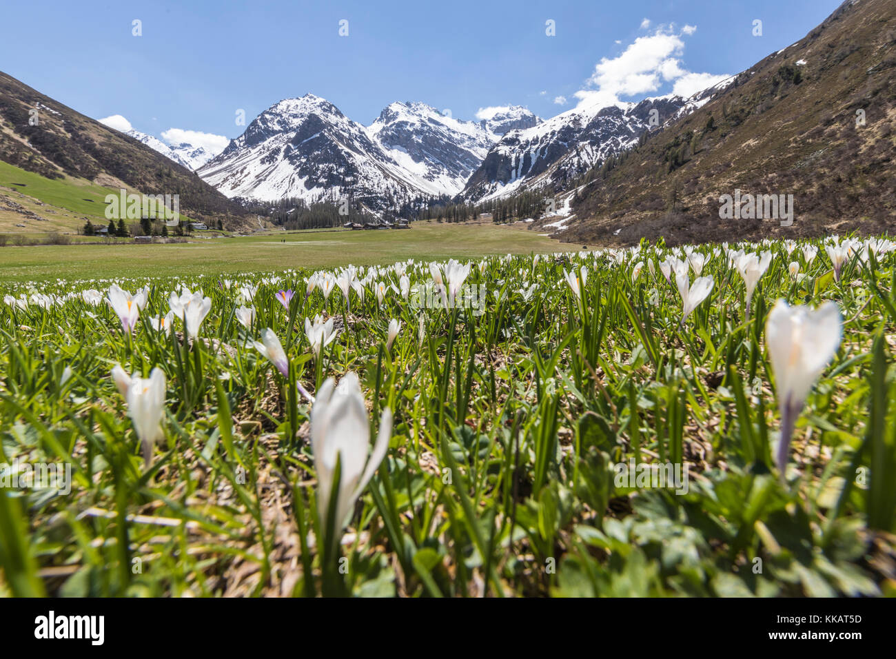 Cerca del Crocus flores durante la primavera florecen, Davos, Valle Sertig, cantón de Graubunden, Suiza, Europa Foto de stock