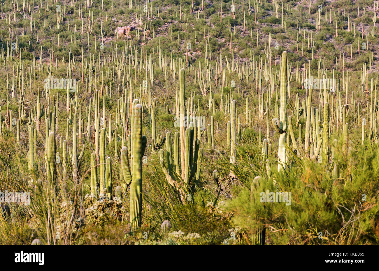 Saguaro (Carnegiea gigantea), el parque nacional de Tucson, Arizona, EE.UU. Foto de stock