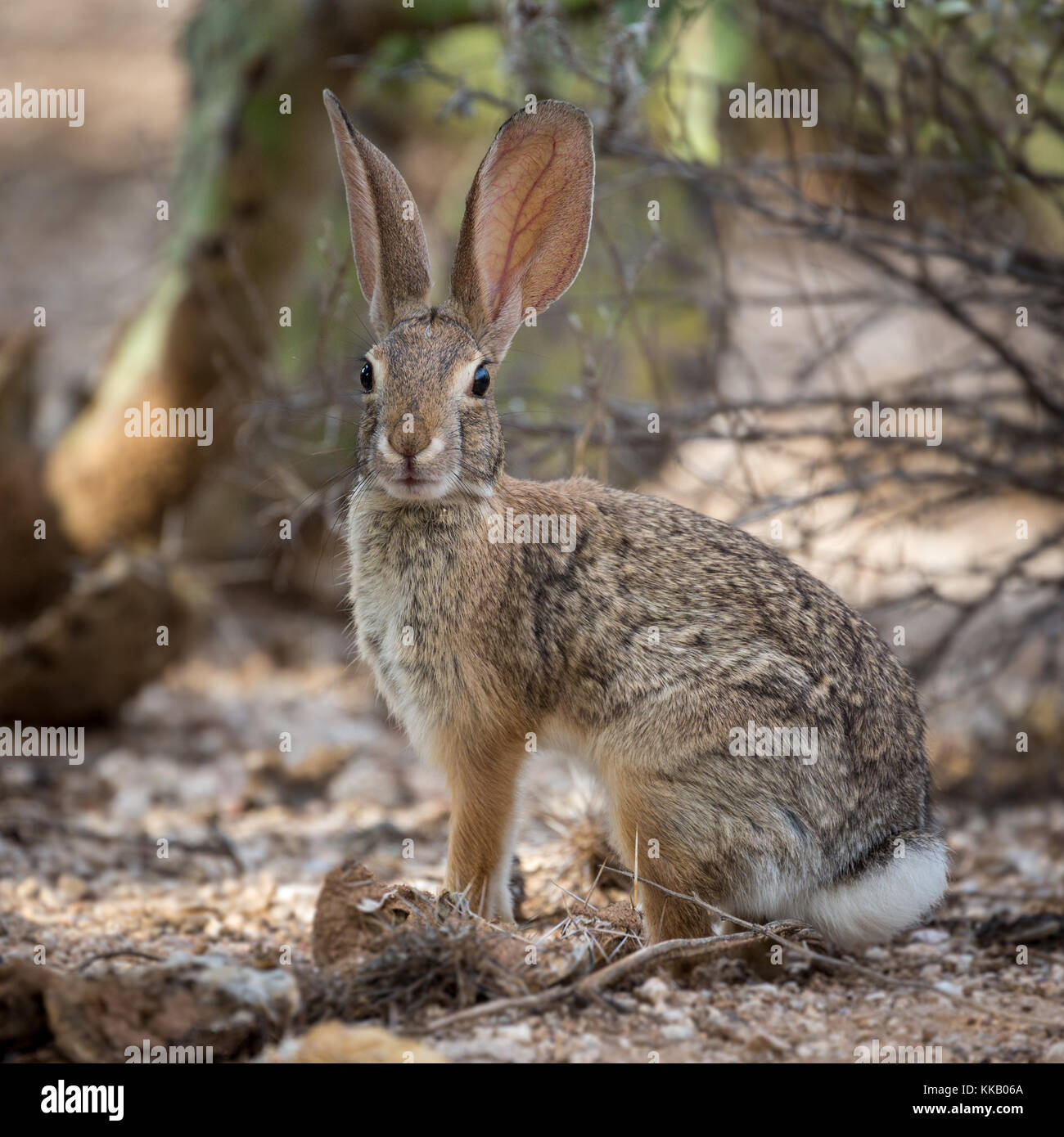 Cottontail del desierto (Sylvilagus audubonii), Tucson, Arizona, EE.UU. Foto de stock