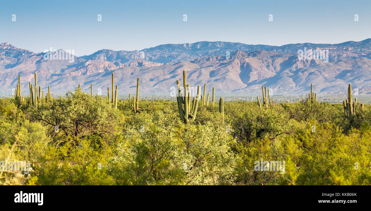 Paisaje con saguaro (Carnegiea gigantea), en la parte de atrás de la cordillera, Parque Nacional, Tucson, Arizona, EE.UU. Foto de stock