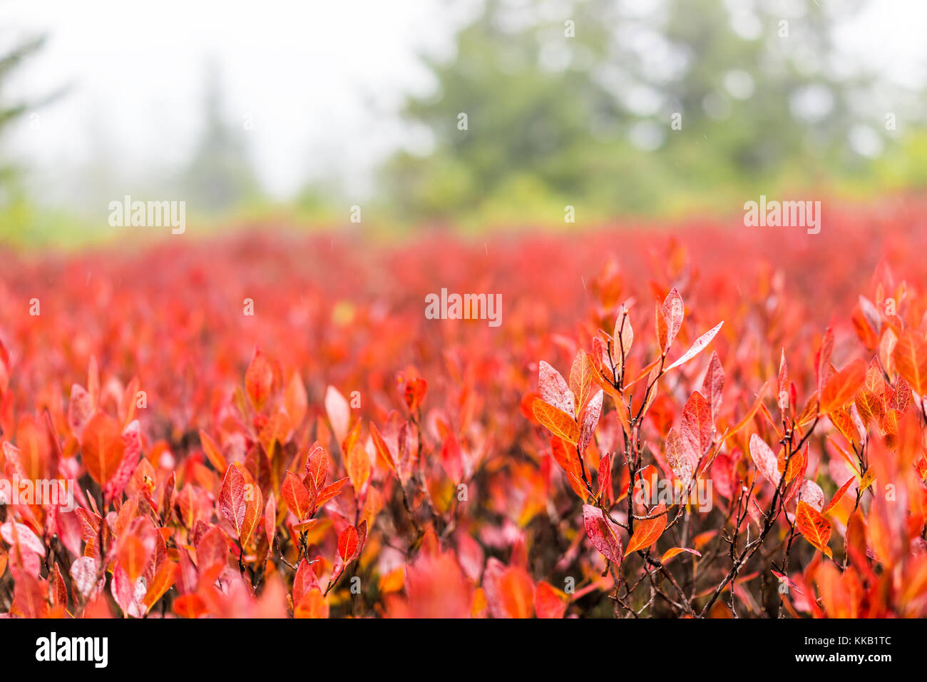 Macro closeup de muchos colores rojo arándano en otoño caída muestra el detalle, la textura y el patrón en la niebla de la mañana por el verde bosque de pinos en nosotros Foto de stock