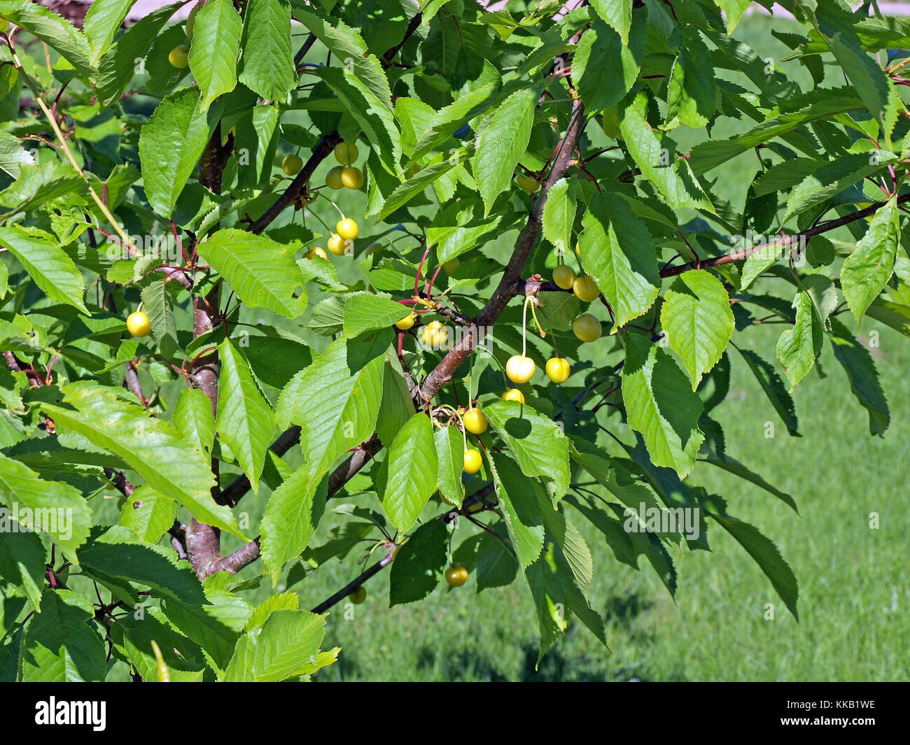 Los jóvenes cerezo con maduro primera frutas amarillas Foto de stock