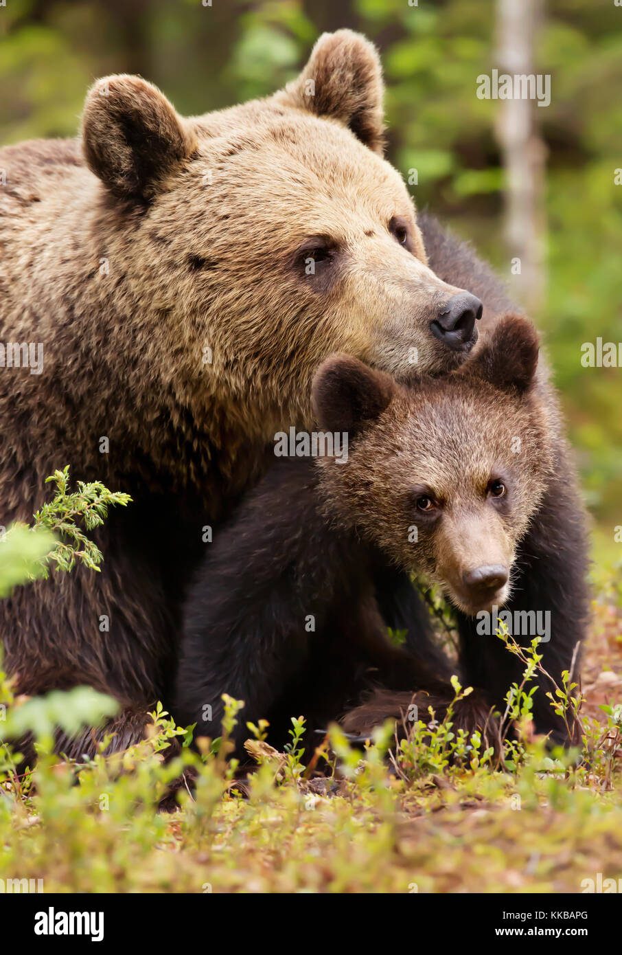 Cerca de un oso pardo euroasiático amoroso consolador su cachorro en bosque finlandés durante la temporada de verano. Foto de stock