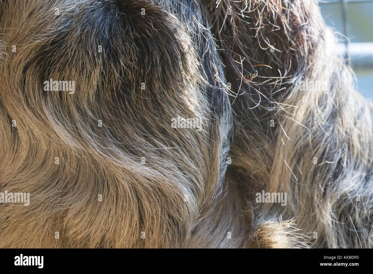 Linneo dos dedos cada sloth - choloepus didactylus - fur closeup. También conocido como espécimen cautivo unau.. centro de rehabilitación, no se puede liberar. Foto de stock