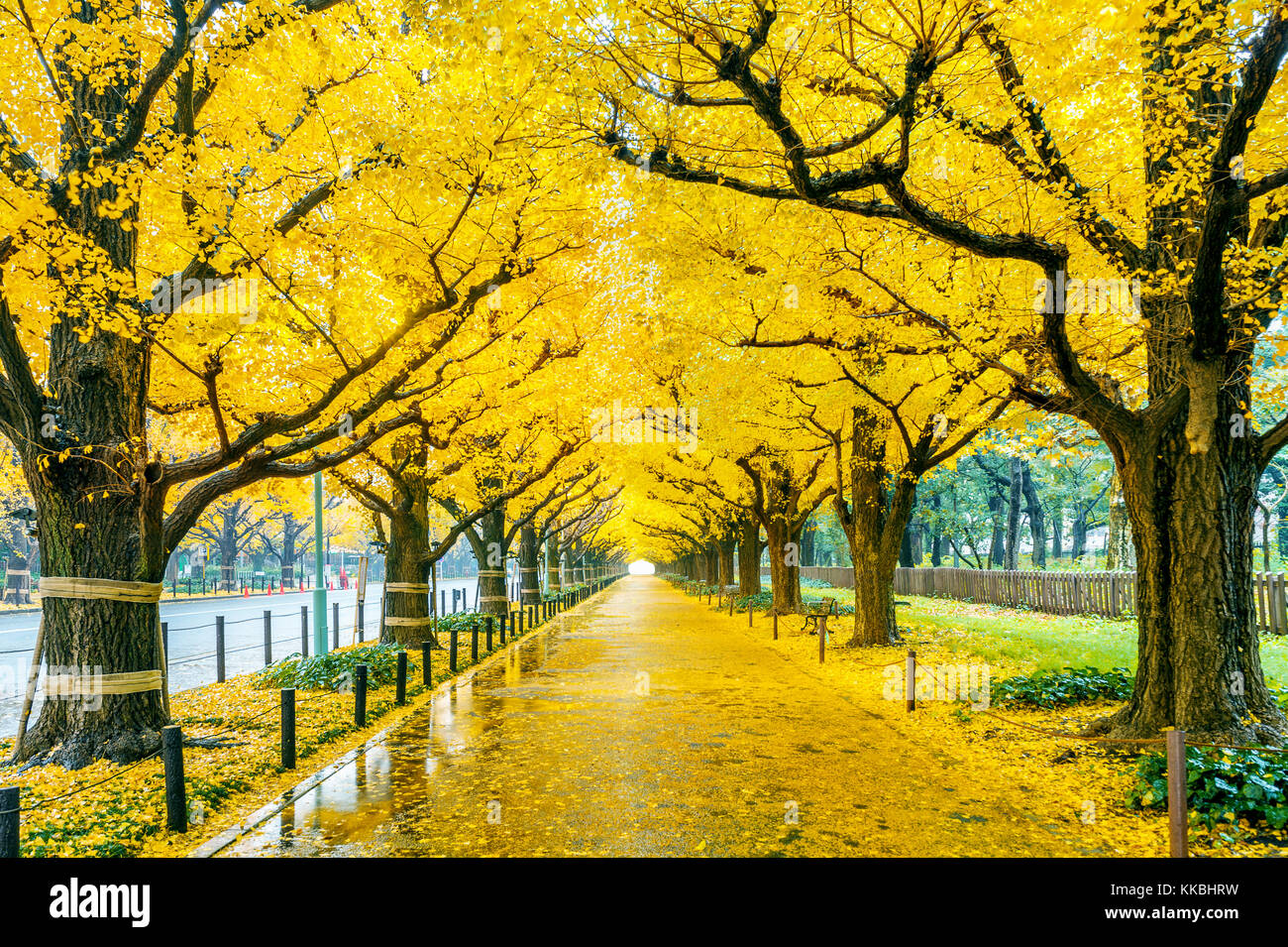 Fila de árbol de ginkgo amarillo en otoño. otoño Park en Tokio, Japón  Fotografía de stock - Alamy