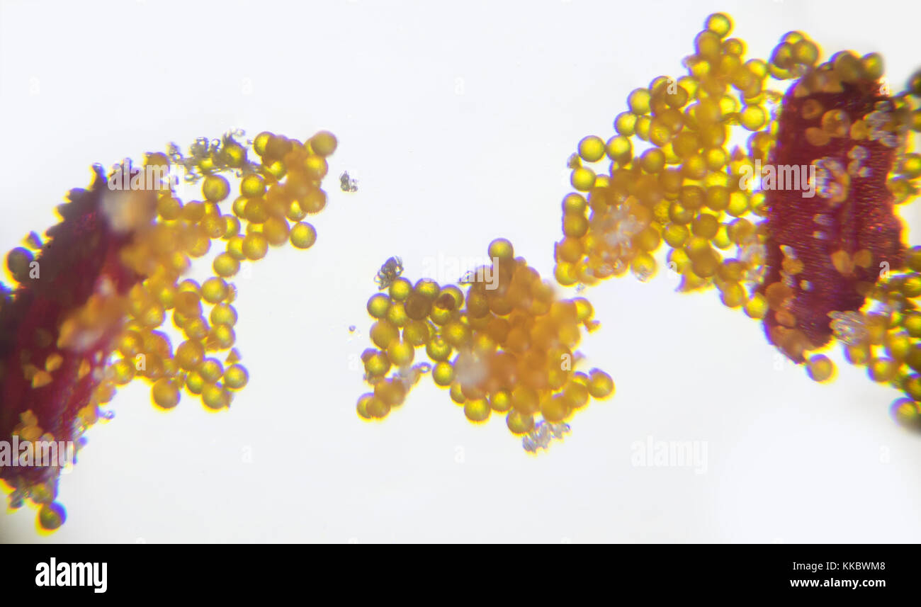 Granos de polen microscopio fotografías e imágenes de alta resolución -  Alamy