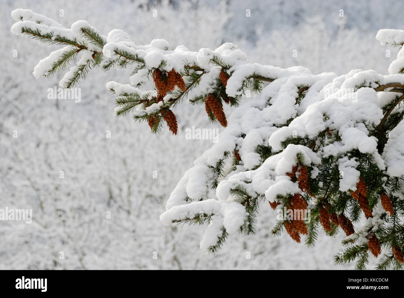 Conos de abeto Douglas, Pseudotsuga menziesii, en nieve, Gales, Reino Unido. Foto de stock