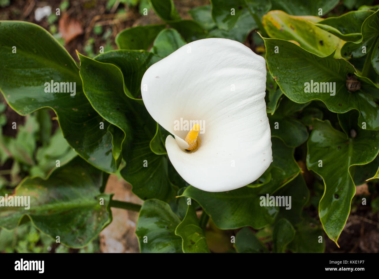 Lirio blanco de cala fotografías e imágenes de alta resolución - Alamy