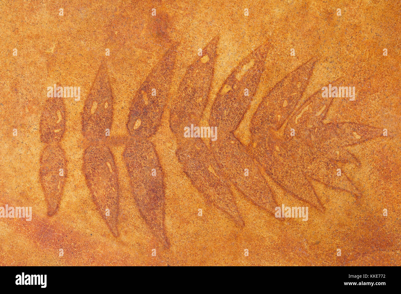 El sulfato de hierro tiñe suelo de hormigón con patrón de hojas de zumaque Foto de stock