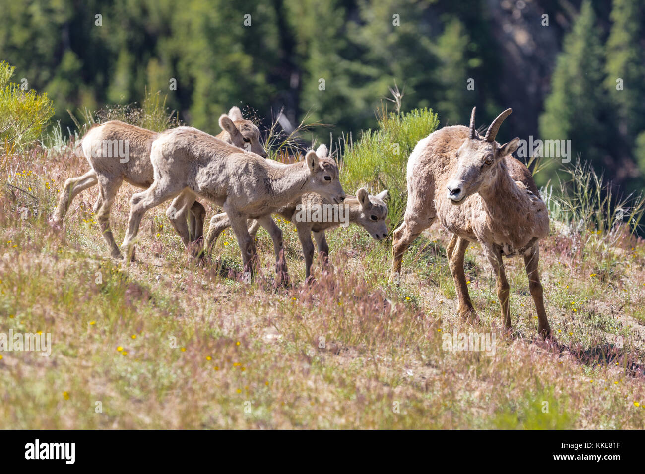 Un grupo de borregos cimarrones corderos siga una oveja en el parque nacional de Yellowstone, el 4 de julio de 2017 en Wyoming. (Foto por Jacob W. Frank via planetpix) Foto de stock