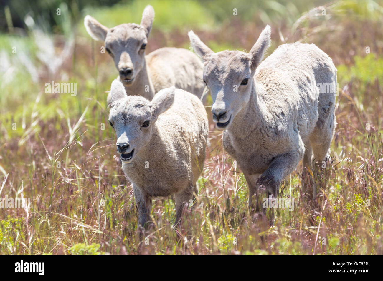 Un grupo de borregos cimarrones los corderos en el parque nacional de Yellowstone, el 4 de julio de 2017 en Wyoming. (Foto por Jacob W. Frank via planetpix) Foto de stock