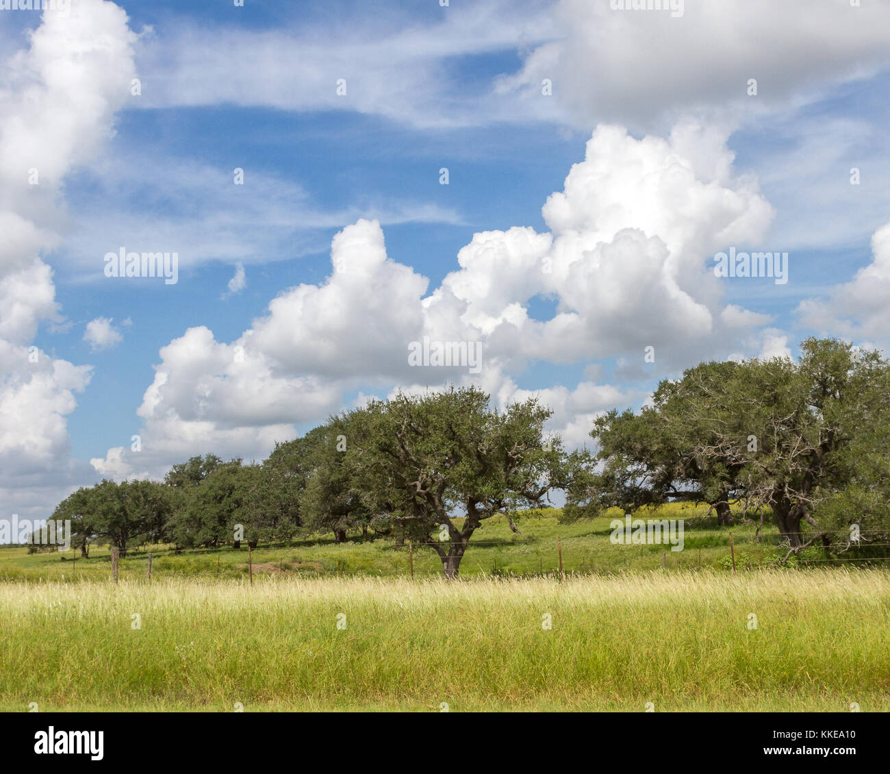 Robles del sur de Texas bajo un cielo azul con nubes Foto de stock
