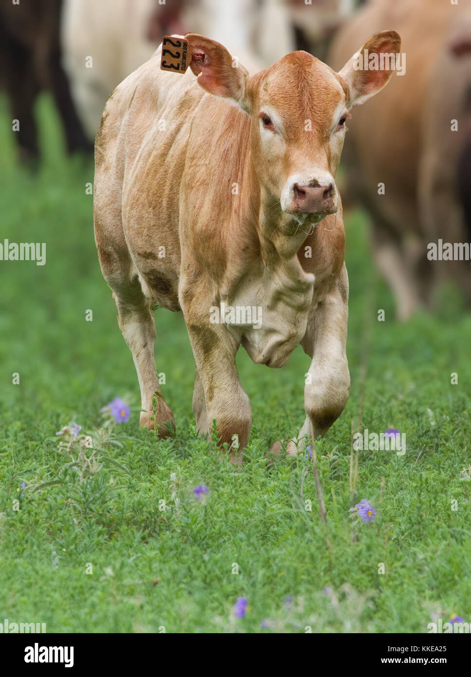 Una vaca joven corre a través de la primavera hierba con Bluebonnets en el Panhandle de Texas Foto de stock