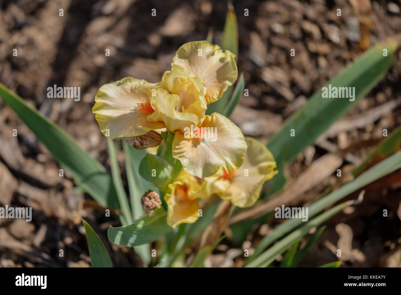 Un iris amarillo flor que florece a finales de noviembre, después de un duro congelar. Cultivar Segue, P. Negro. Oklahoma City, Oklahoma, Estados Unidos. Foto de stock