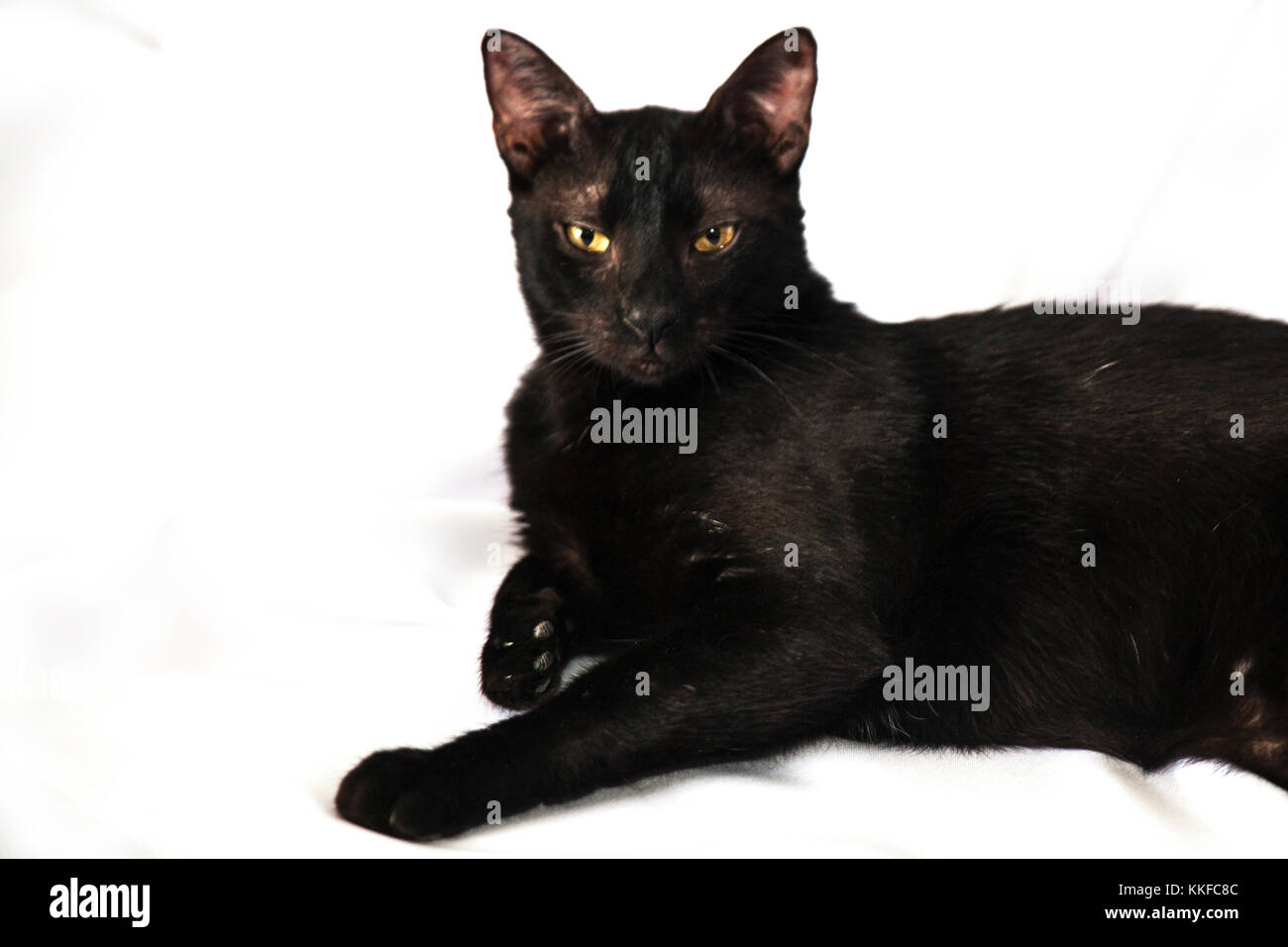 Gato negro el arte de fotografía en el stusio Foto de stock