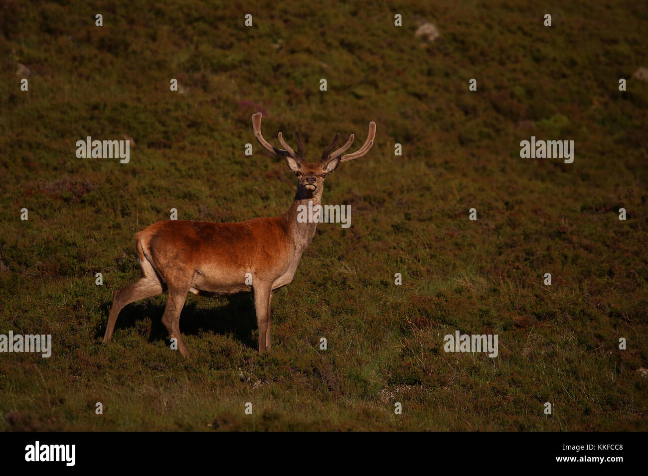 El ciervo rojo en terciopelo, Glen Muick, Balmoral Estate, el Parque Nacional de Cairngorms, aberdeenshire, Escocia. Foto de stock