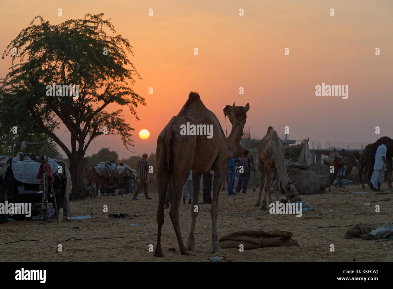 PUSHKAR, INDIA, 28 de octubre de 2017 : Atardecer en mercado de camellos. Feria de Pushkar es una de las mayores ferias de ganado en el país, con miles de camellos. Foto de stock