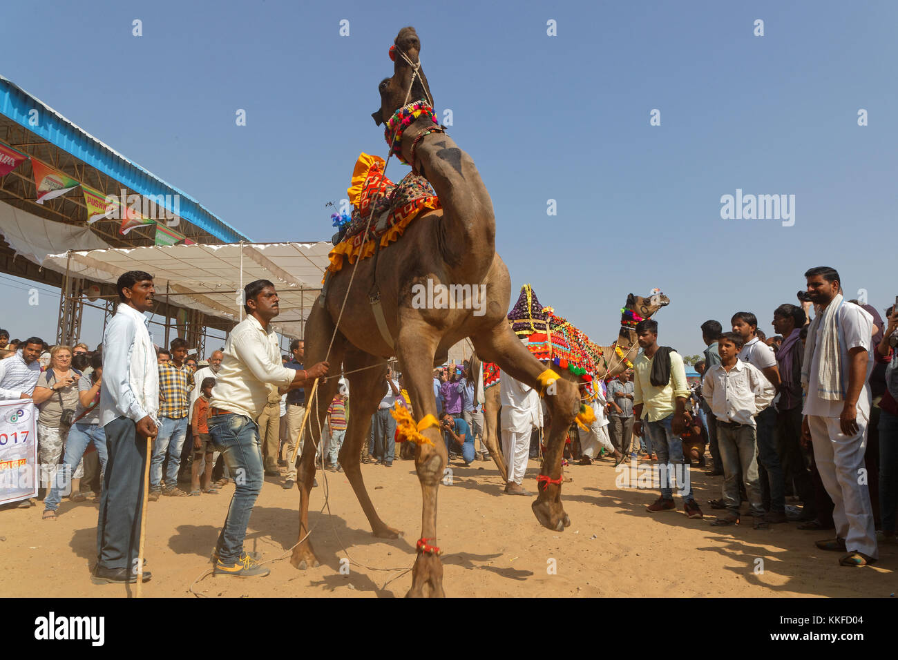 PUSHKAR, INDIA, 29 de octubre de 2017 : El baile de camellos. Feria de camellos de Pushkar es una de las mayores ferias de ganado en el país, con miles de animales. Foto de stock