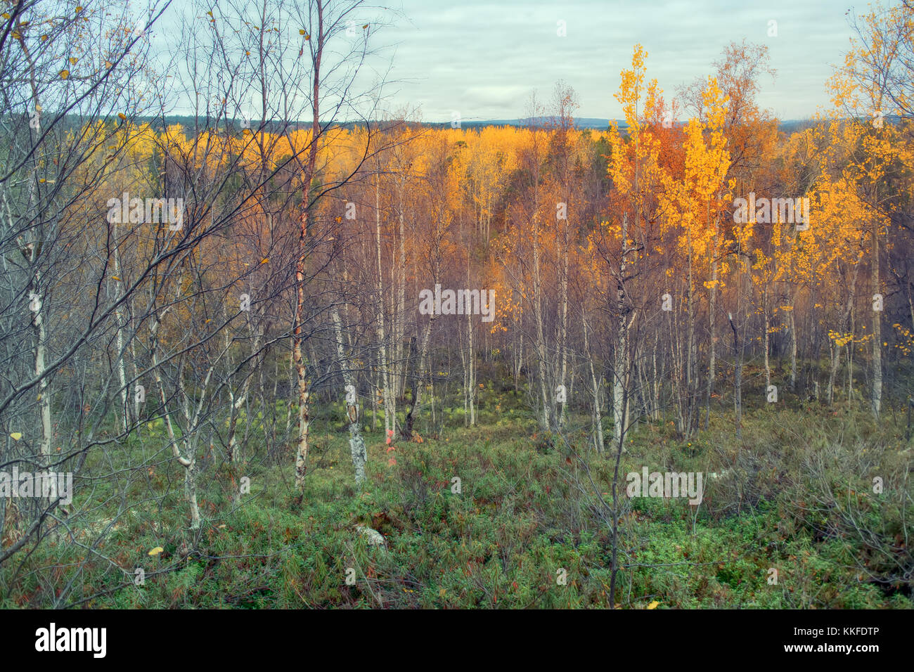 Aspen amarillo árboles en otoño septentrional bosque. taiga, península escandinava Foto de stock