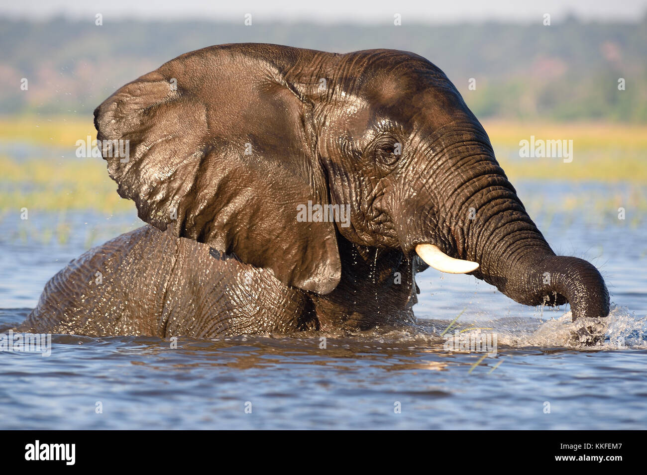 La vida silvestre en el río Chobe, Botswana Foto de stock