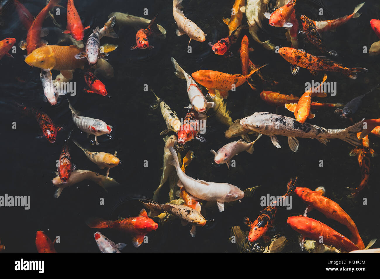 Muchos peces koi, peces carpas koi japoneses Foto de stock