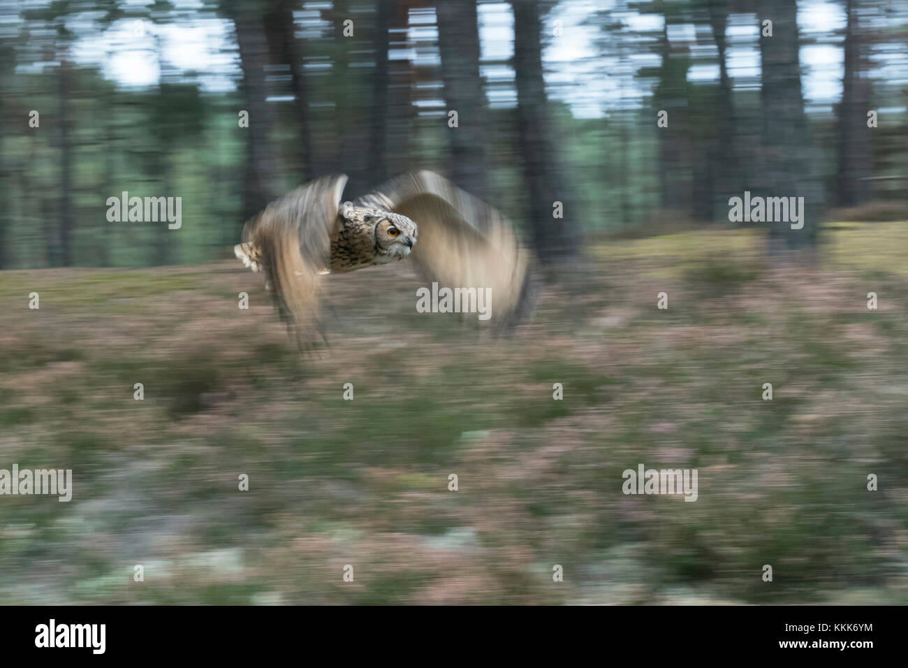 Águila-búho de la India / Águila-Oho de la Roca / Bengalenuhu ( Bubo bengalensis ) en vuelo sobre un claro en el bosque, tiro dinámico, en movimiento, barrido. Foto de stock