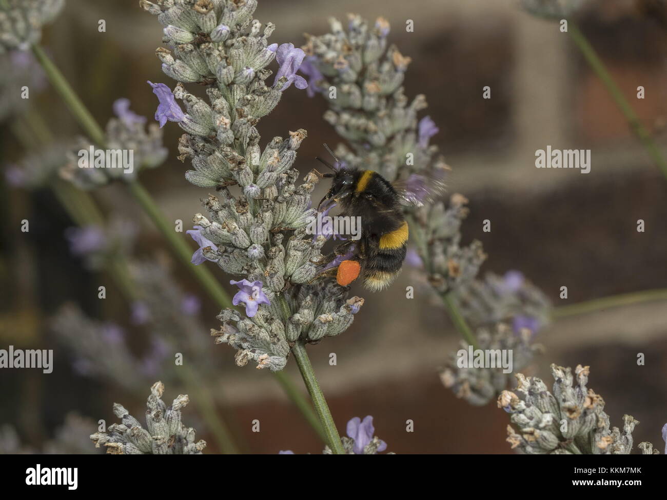 Trabajador buff-tailed abejorros Bombus terrestris, completa, con encantadoras cestas de polen, de lavanda. Foto de stock