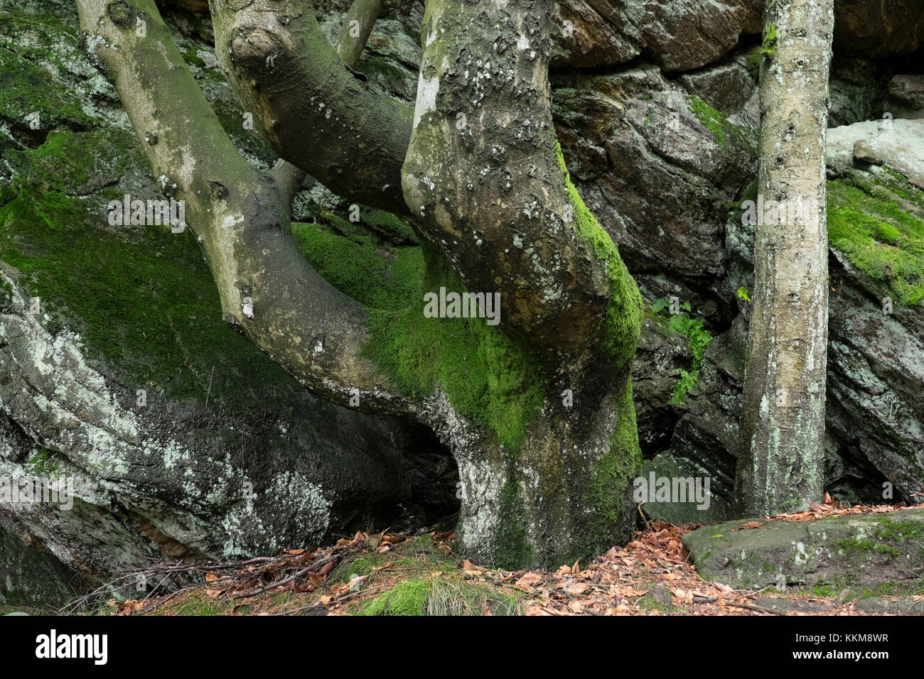 Viejos árboles y rocas en el bosque, el bosque bávaro, Baviera, Alemania, Foto de stock