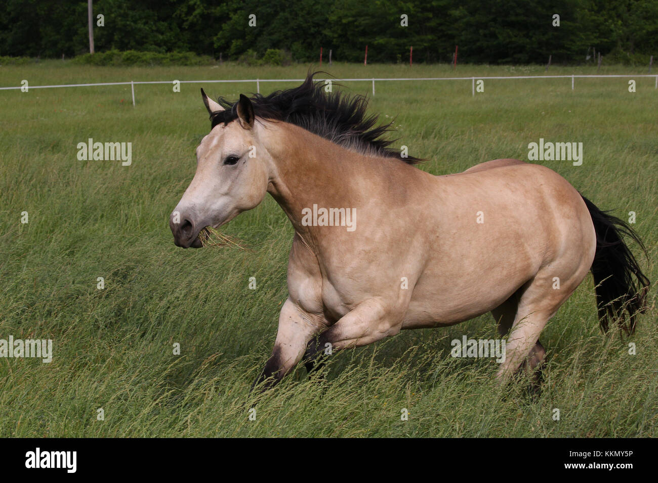Calendario de caballos fotografías e imágenes de alta resolución - Alamy