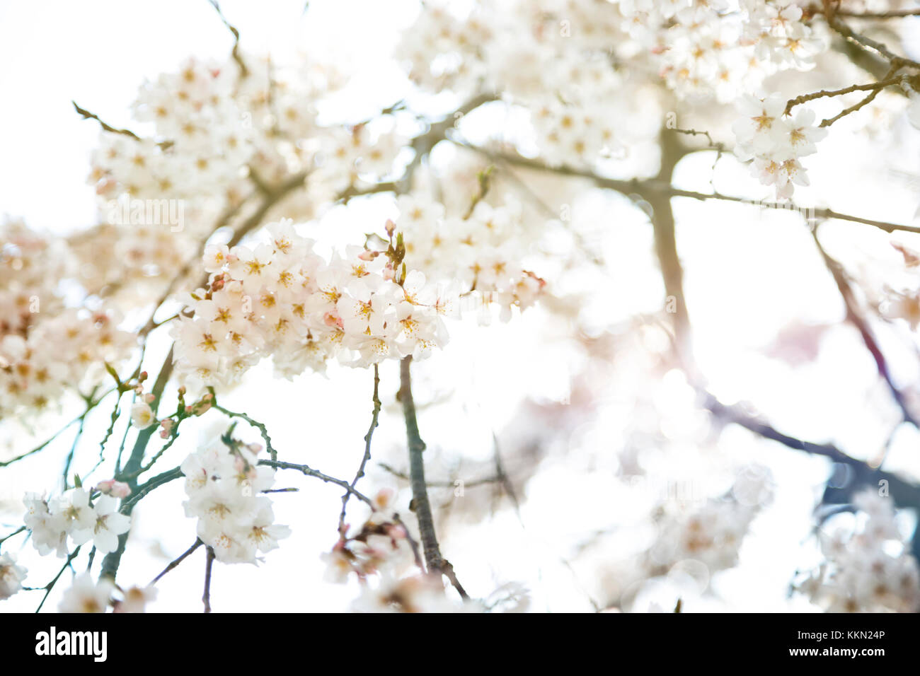 Primavera Sakura florece en las ramas. Foto de stock