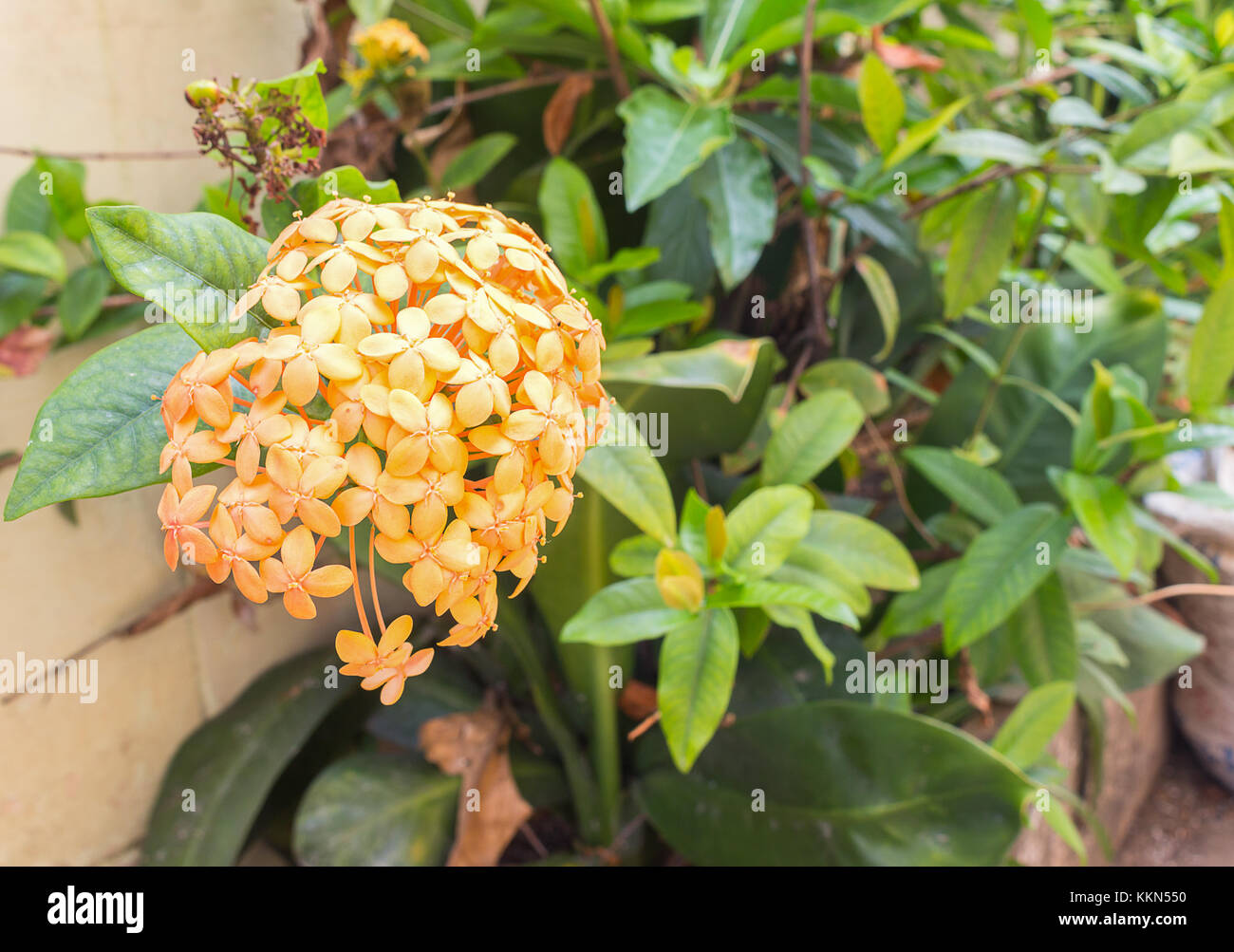 Pico de flor de naranja en un jardín, flores, el amor, la mujer, la vida es la flor para que el amor es la miel. (Seleccionar foco delantero spike) flor de naranja Pico de flor de naranja en un jardín, flores, el amor, la mujer, la vida es la flor para que el amor es la miel. (Seleccionar foco delantero spike) flor de naranja