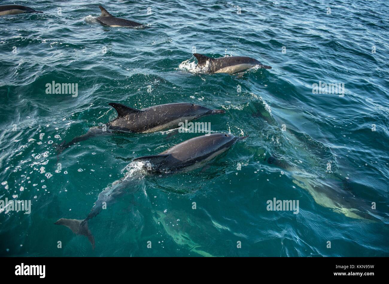 Grupo de delfines, nadar en el océano y la caza de peces. los delfines nadando y saltando desde el agua. La larga picuda delfín común (científicas na Foto de stock