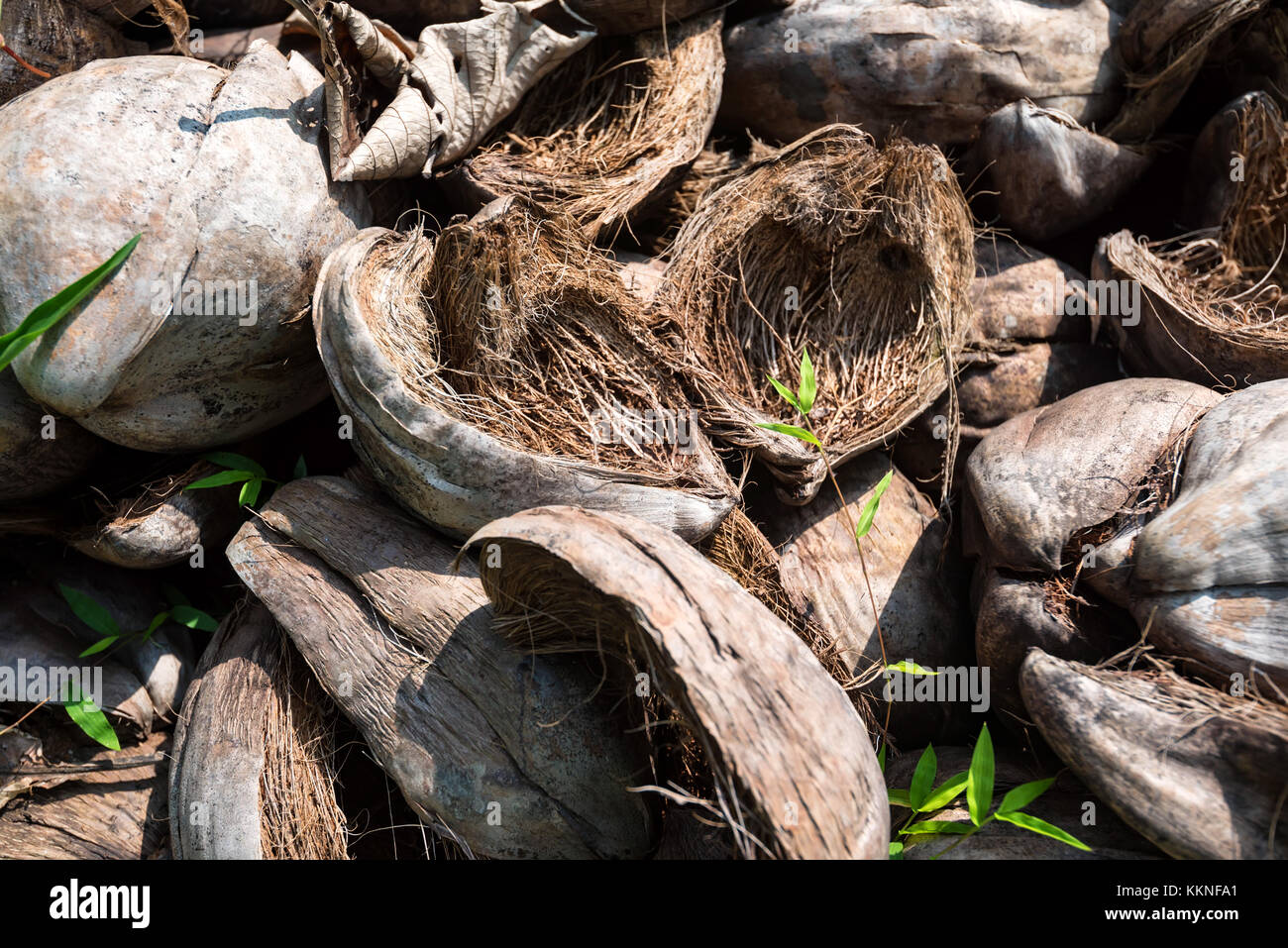 Antiguo de cáscara de coco seco sobre el suelo Fotografía de stock - Alamy