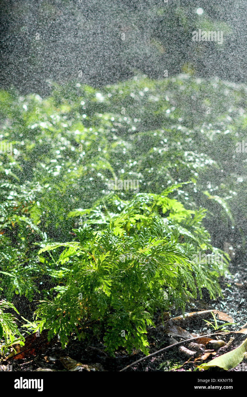 Llueve el piso del bosque Foto de stock
