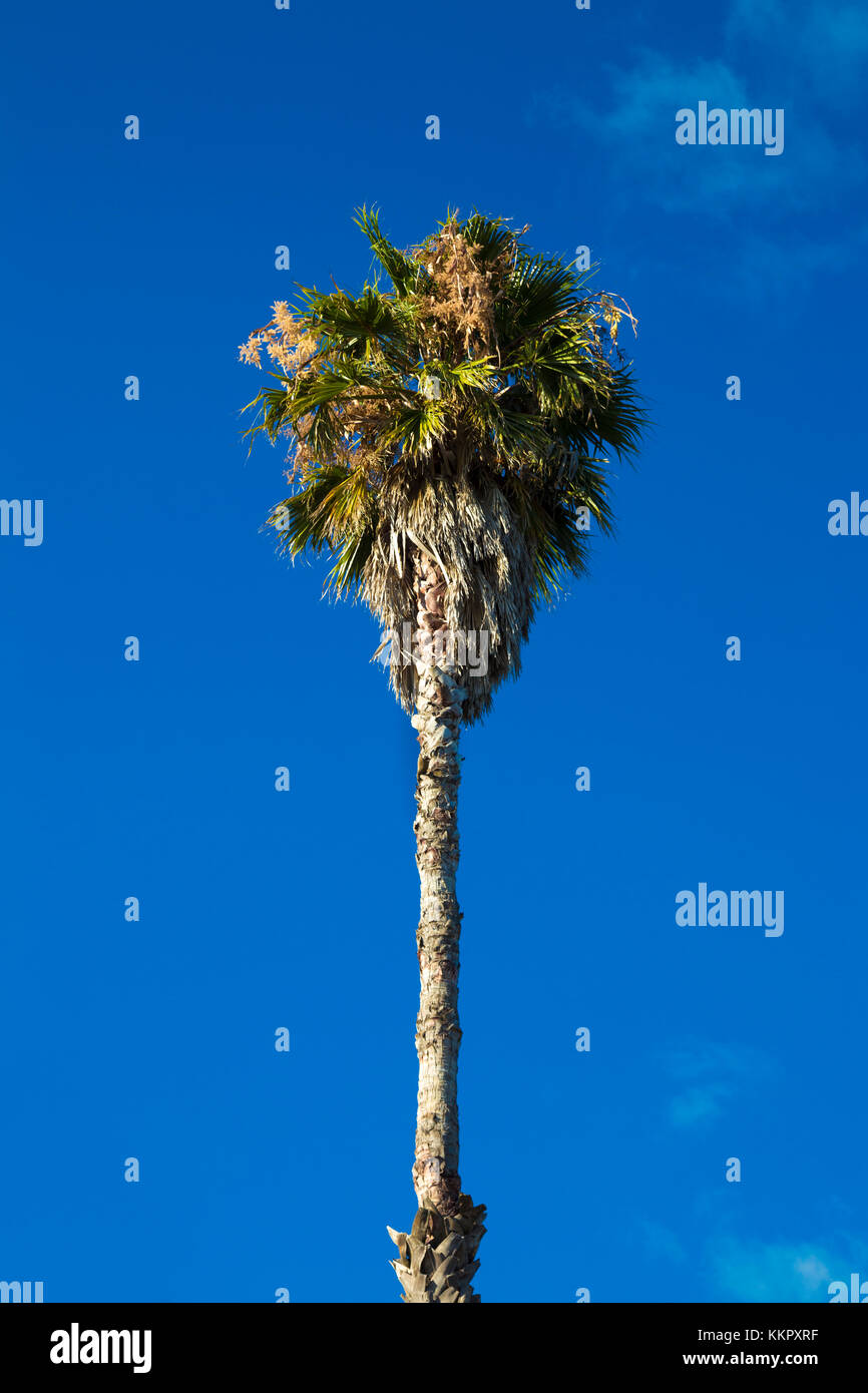 Un árbol de palma con el cielo claro al fondo (Devonport, Auckland, Nueva Zelanda Foto de stock