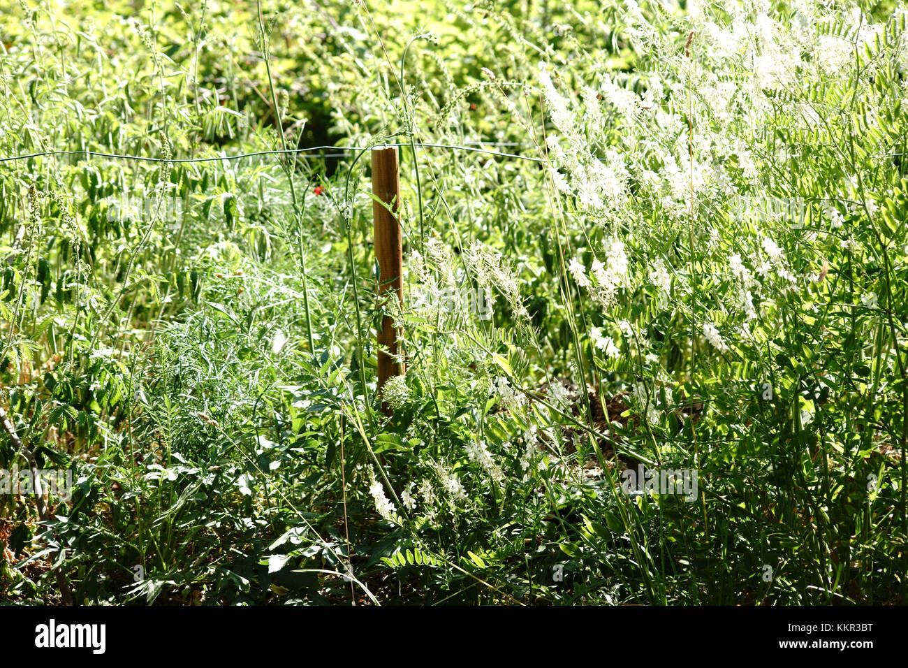 Close-up de crecimiento silvestre ortiga punzante y hierbas silvestres en un potrero cercado con alambre. Foto de stock