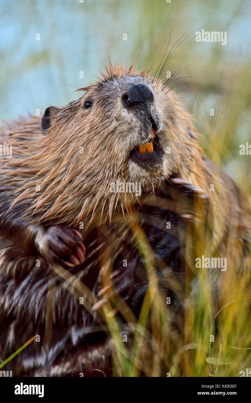 Un adulto "castor Castor canadensis', rascarse debajo de su barbilla mostrando sus dientes con una expresión facial de humores cerca de su estanque en el beaver boardwalk Foto de stock