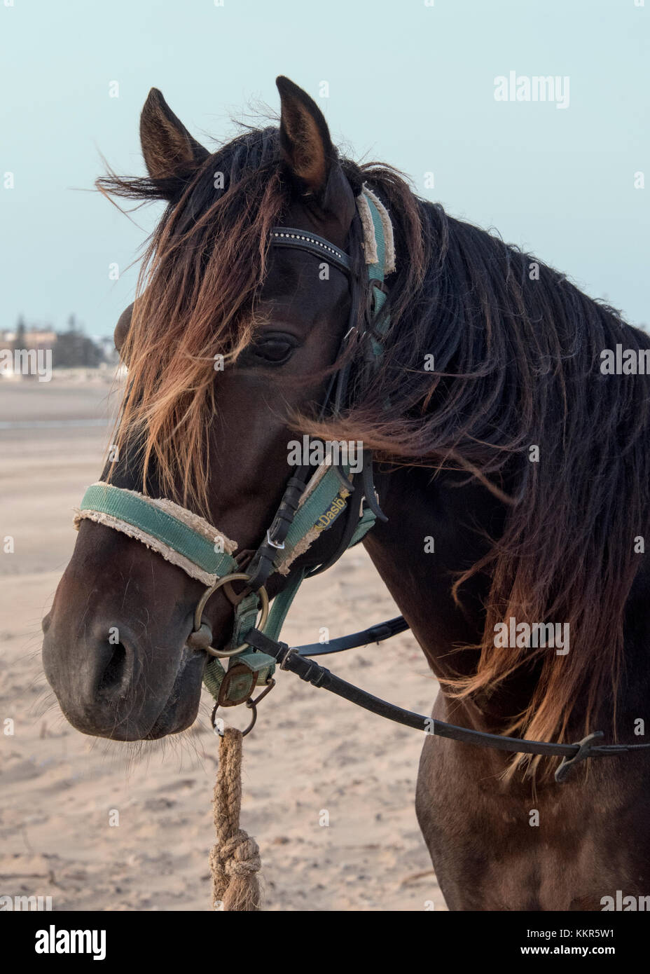 Essaouria, Marruecos - Septiembre 2017: Dos caballos vestidos de monturas y arneses estaban esperando en la playa Foto de stock