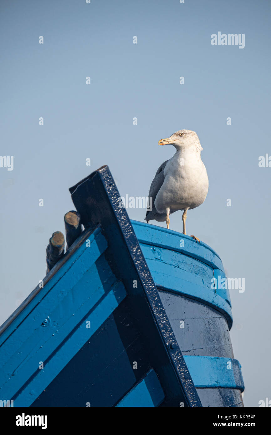 Essaouria, Marruecos - Septiembre 2017: Gull se sentó en la proa de un pequeño barco de pesca azul Foto de stock