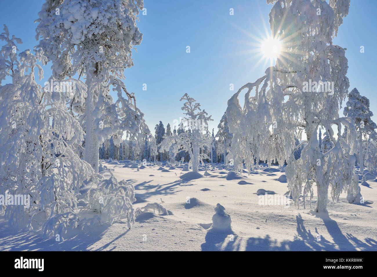 Paisaje invernal cubierto de nieve, Rönni, Kuusamo, Pohjois Nordoesterbotten, Pohjanmaa, Suomi, Finlandia Foto de stock