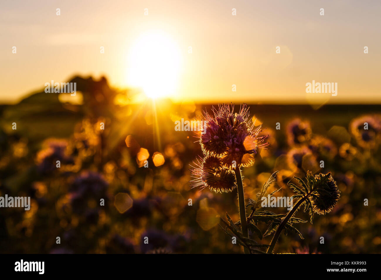Una flor con bokeh y cálida luz al atardecer Foto de stock