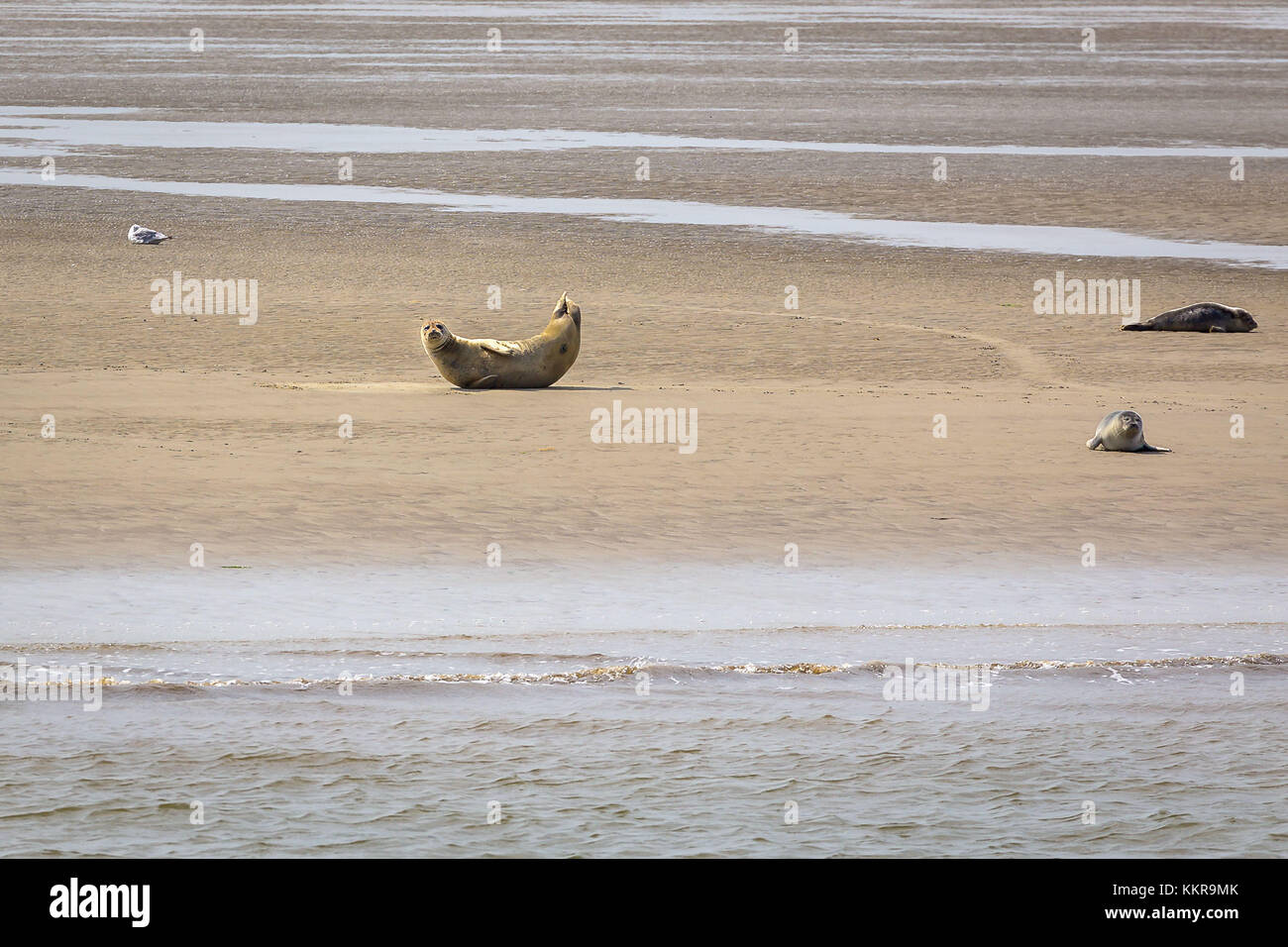 Las focas en la restinga tegeler placa en el alemán aussenweser Foto de stock